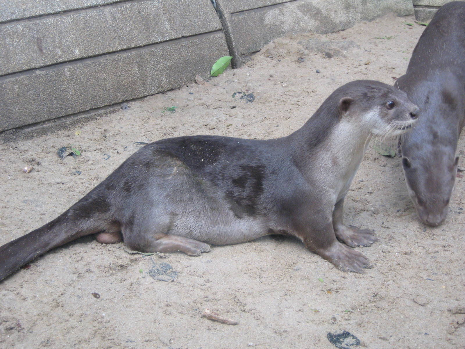 smooth-coated otters