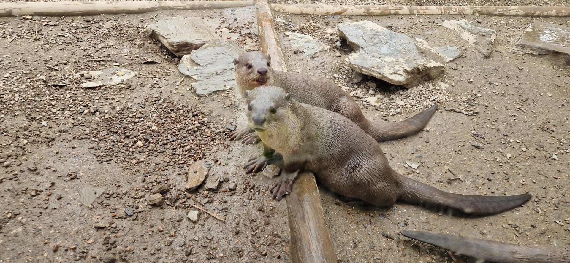 Smooth-coathed Otter