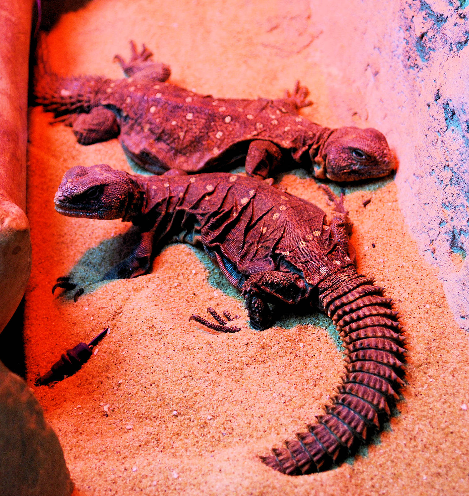 Smooth Eared Spiny Tailed Lizard