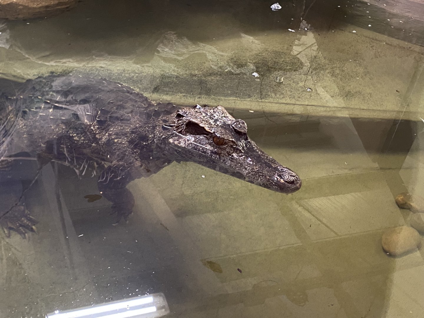 Smooth-fronted caiman 040124