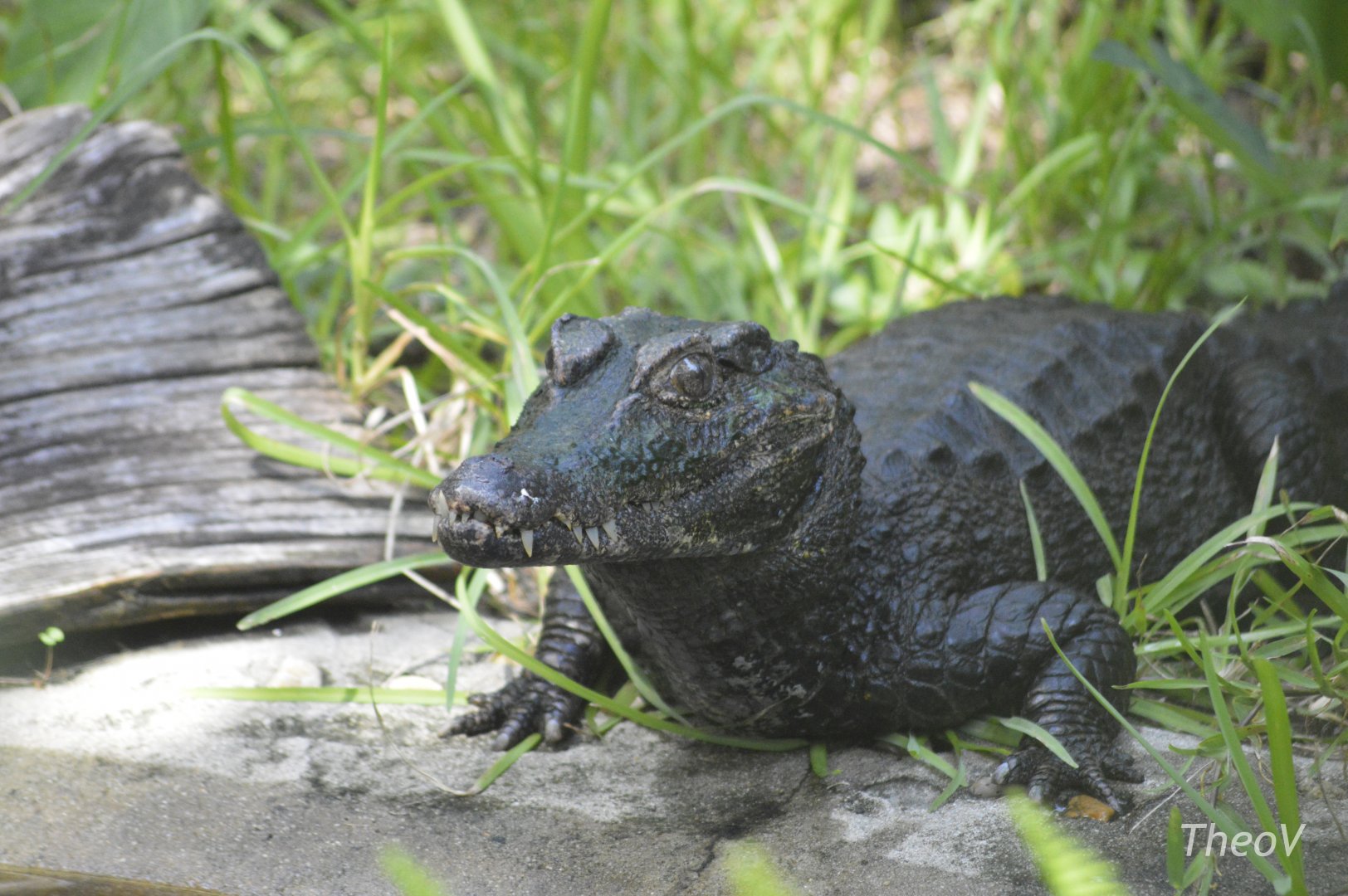 Smooth-fronted caiman [2017]