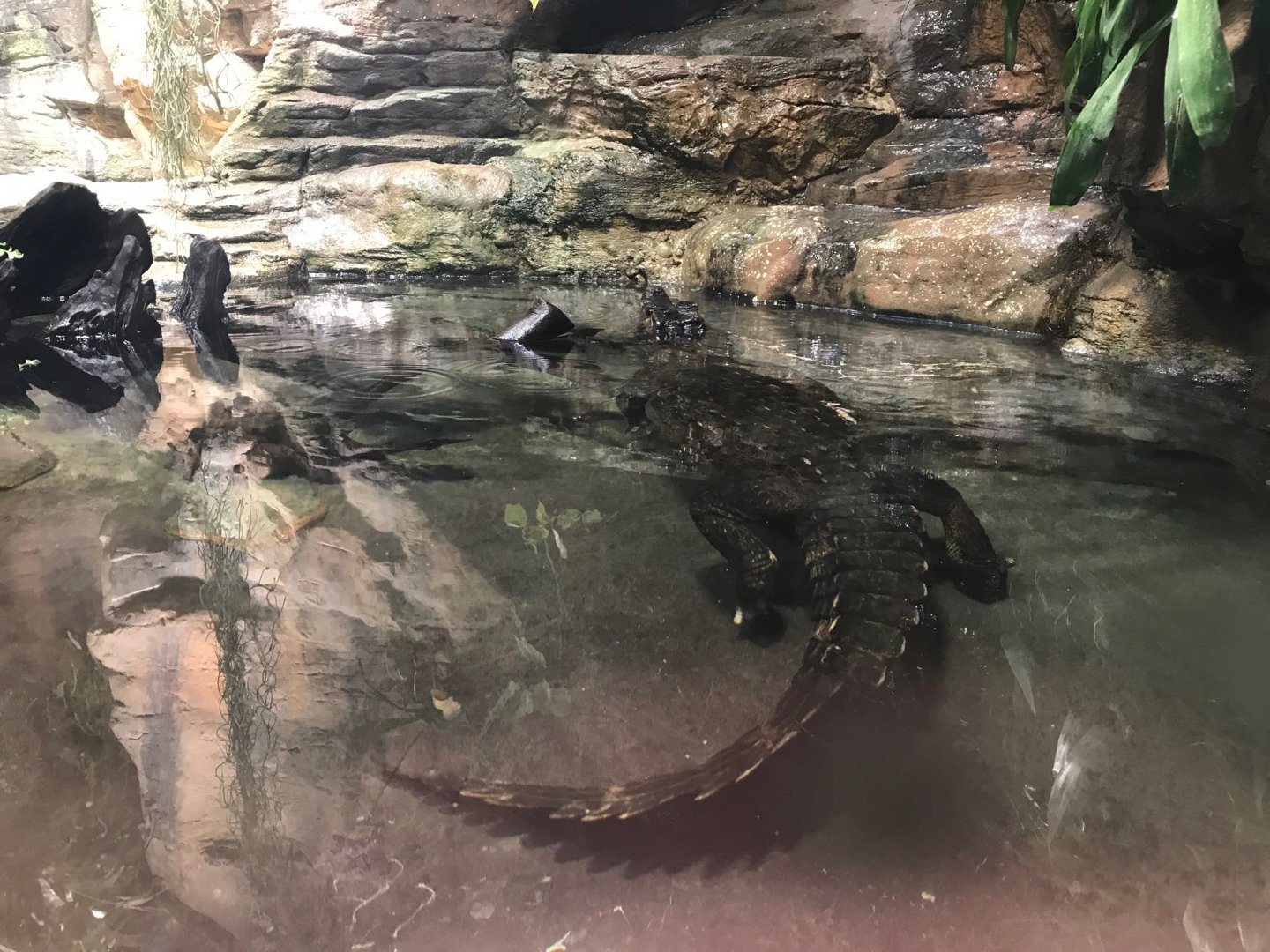 Smooth-fronted caiman 270118