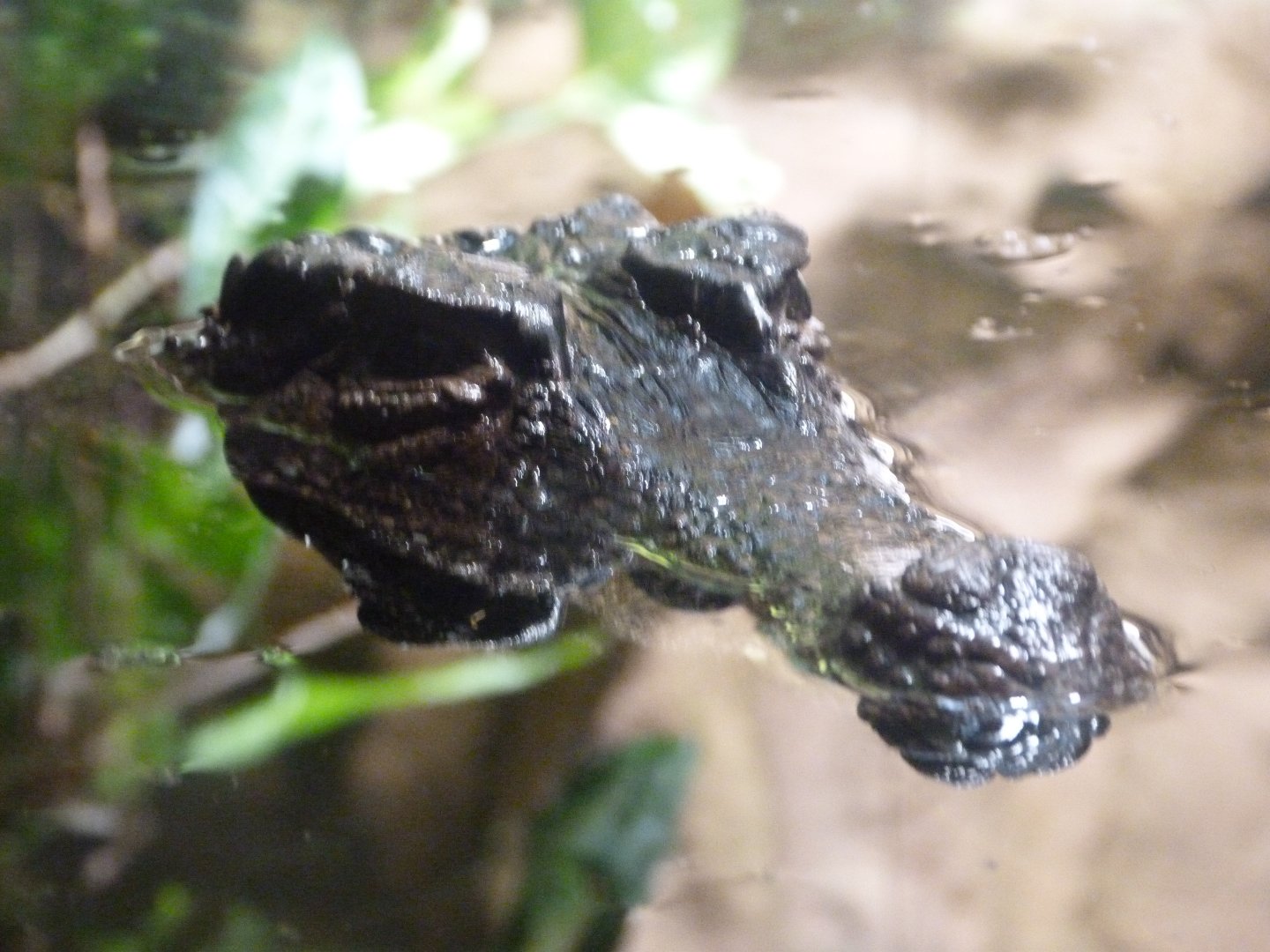 Smooth-fronted caiman -Aquarium Berlin (2024)