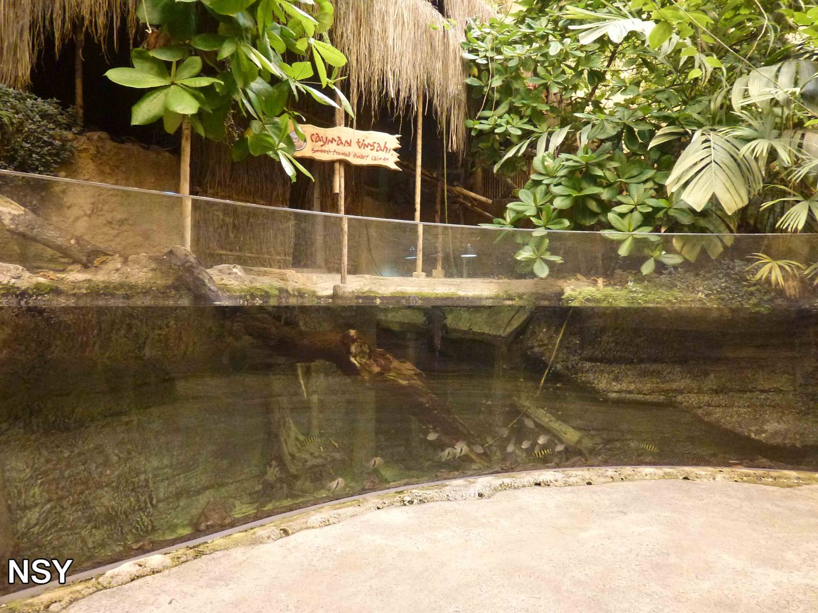 Smooth-fronted caiman enclosure, June 2013.