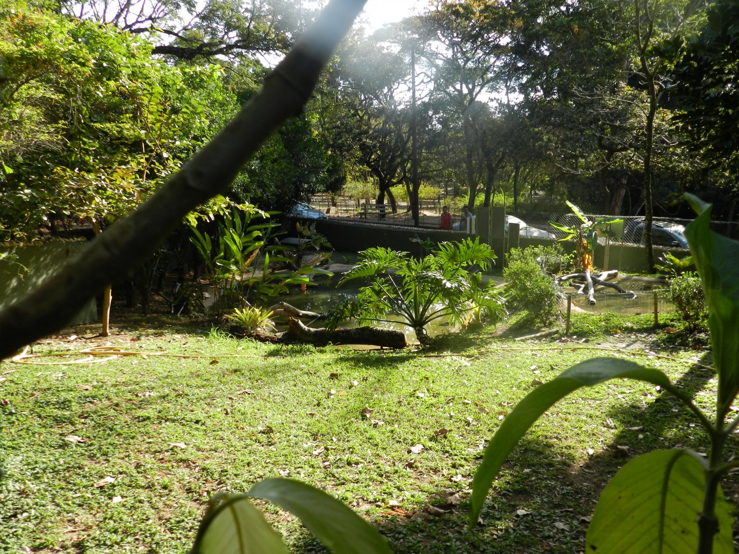 Smooth-fronted caiman exhibit - Belo Horizonte zoo