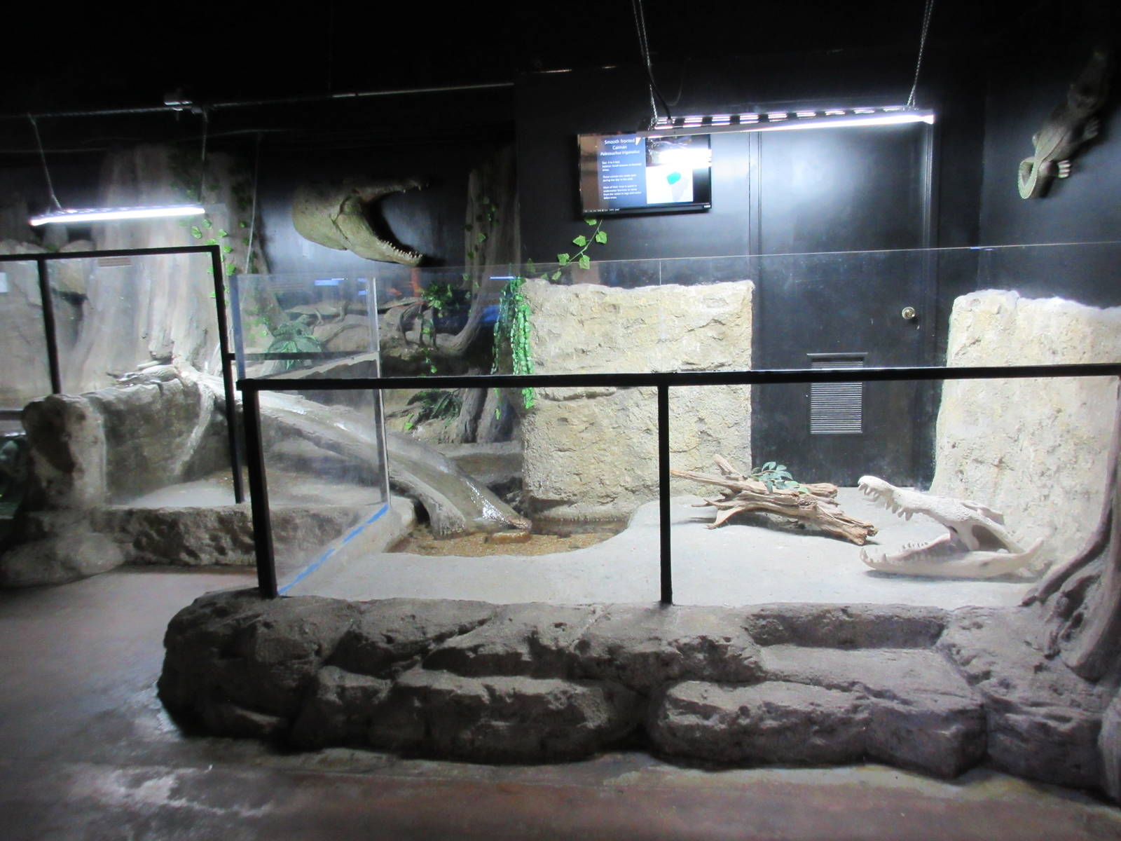 Smooth-Fronted Caiman Exhibit (future home for otters)