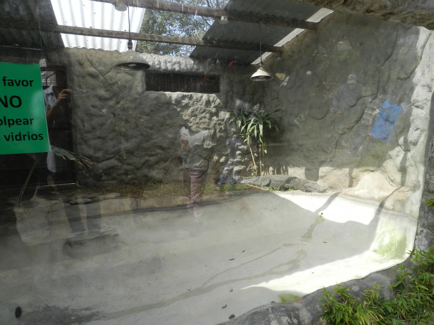 Smooth-fronted caiman exhibit - Parque Zoológico Huachipa