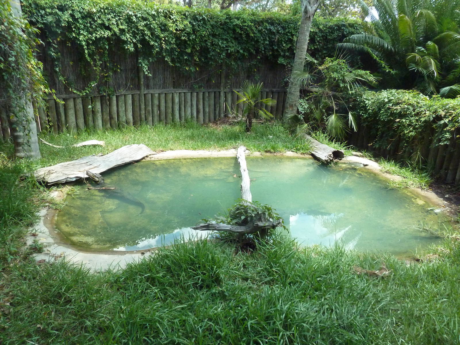Smooth-Fronted Caiman Exhibit