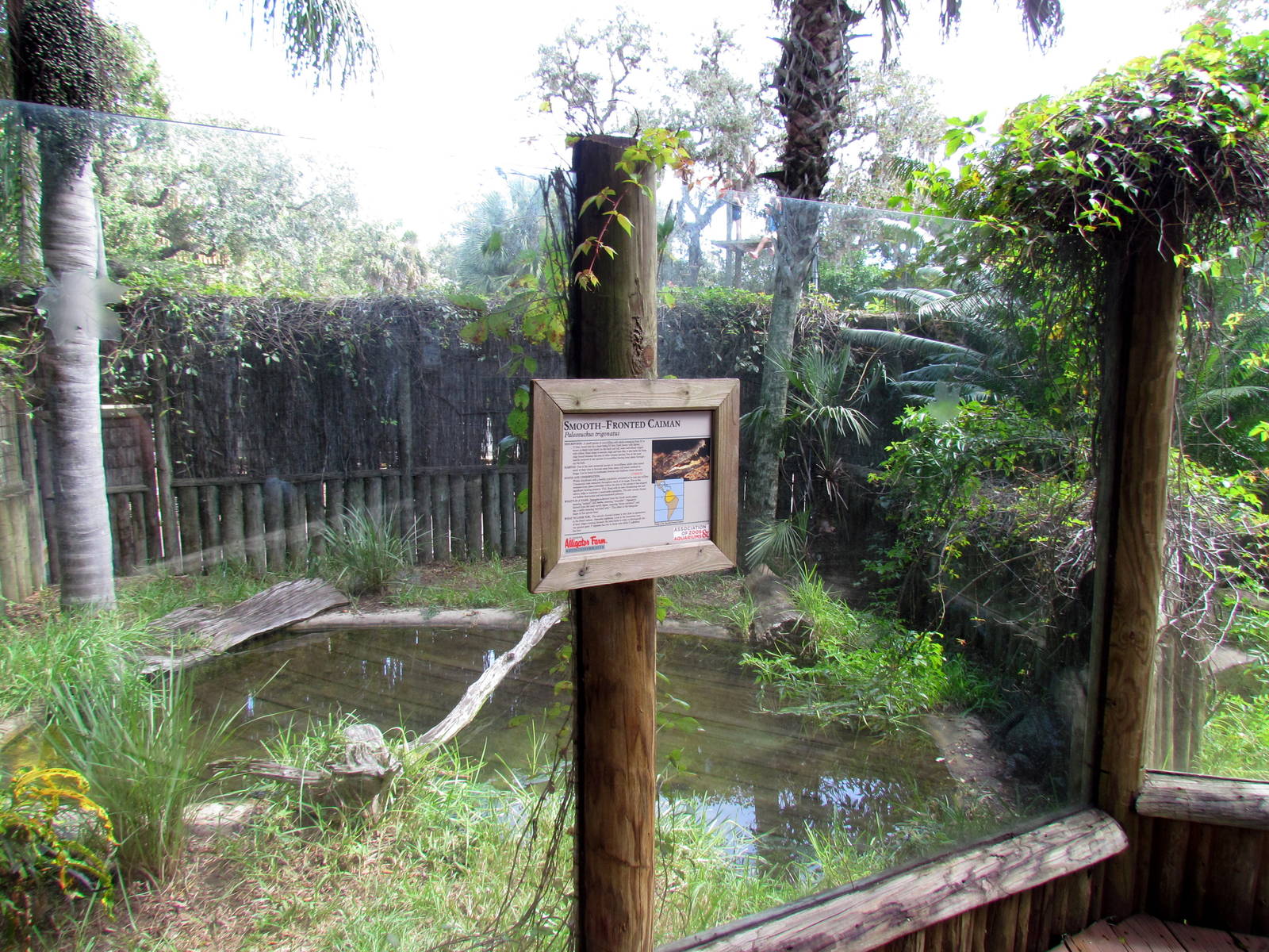 Smooth-fronted Caiman Exhibit