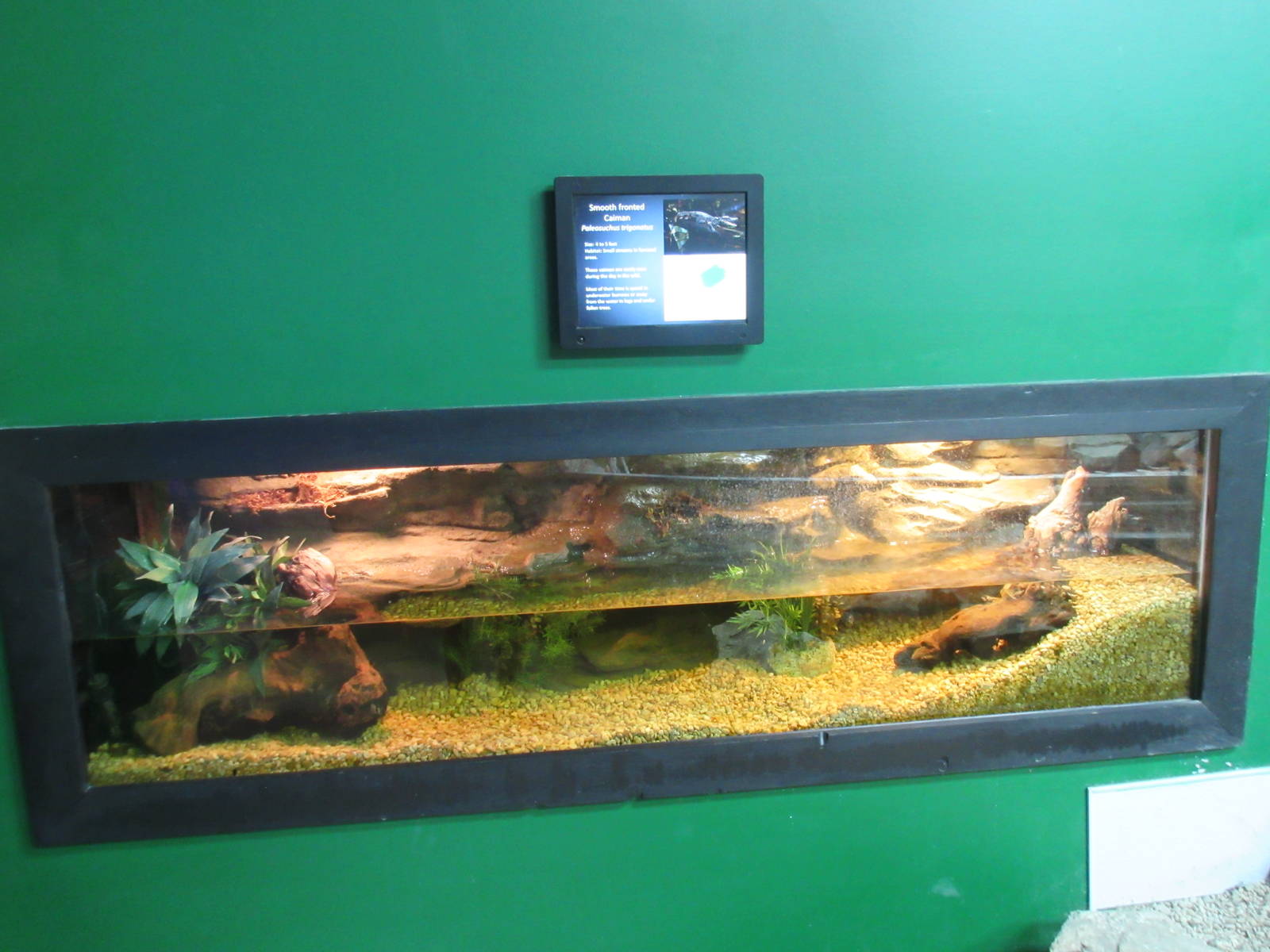Smooth-Fronted Caiman Exhibit