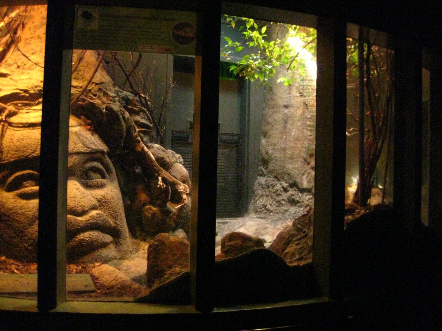 Smooth Fronted Caiman Exhibit