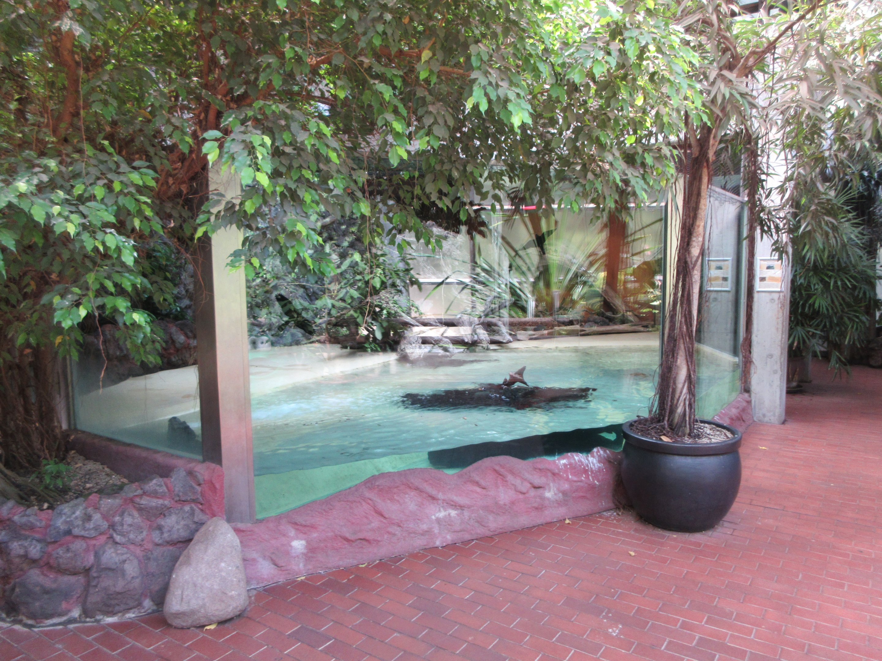 Smooth-fronted Caiman Exhibit