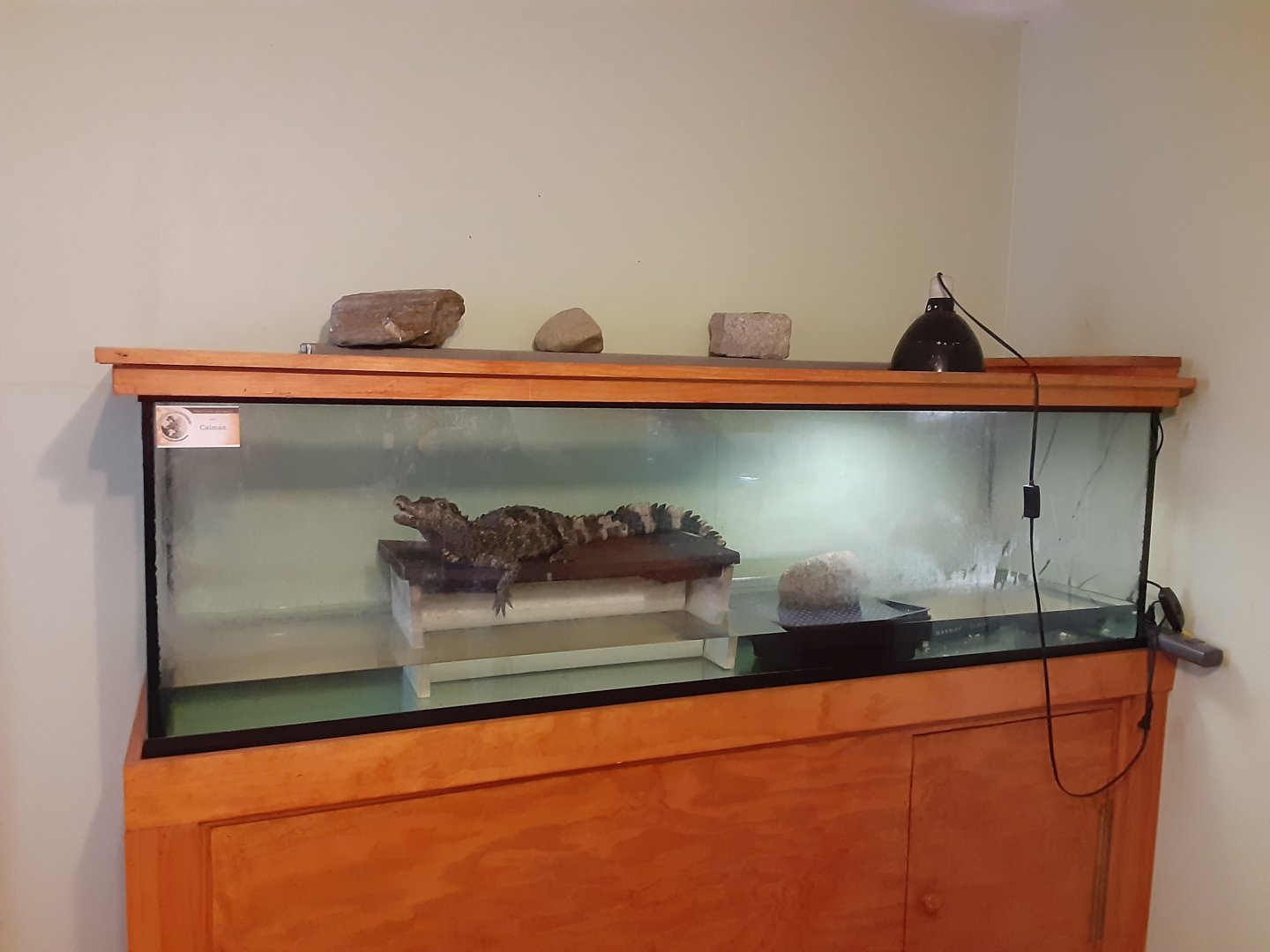 Smooth-fronted Caiman exhibit