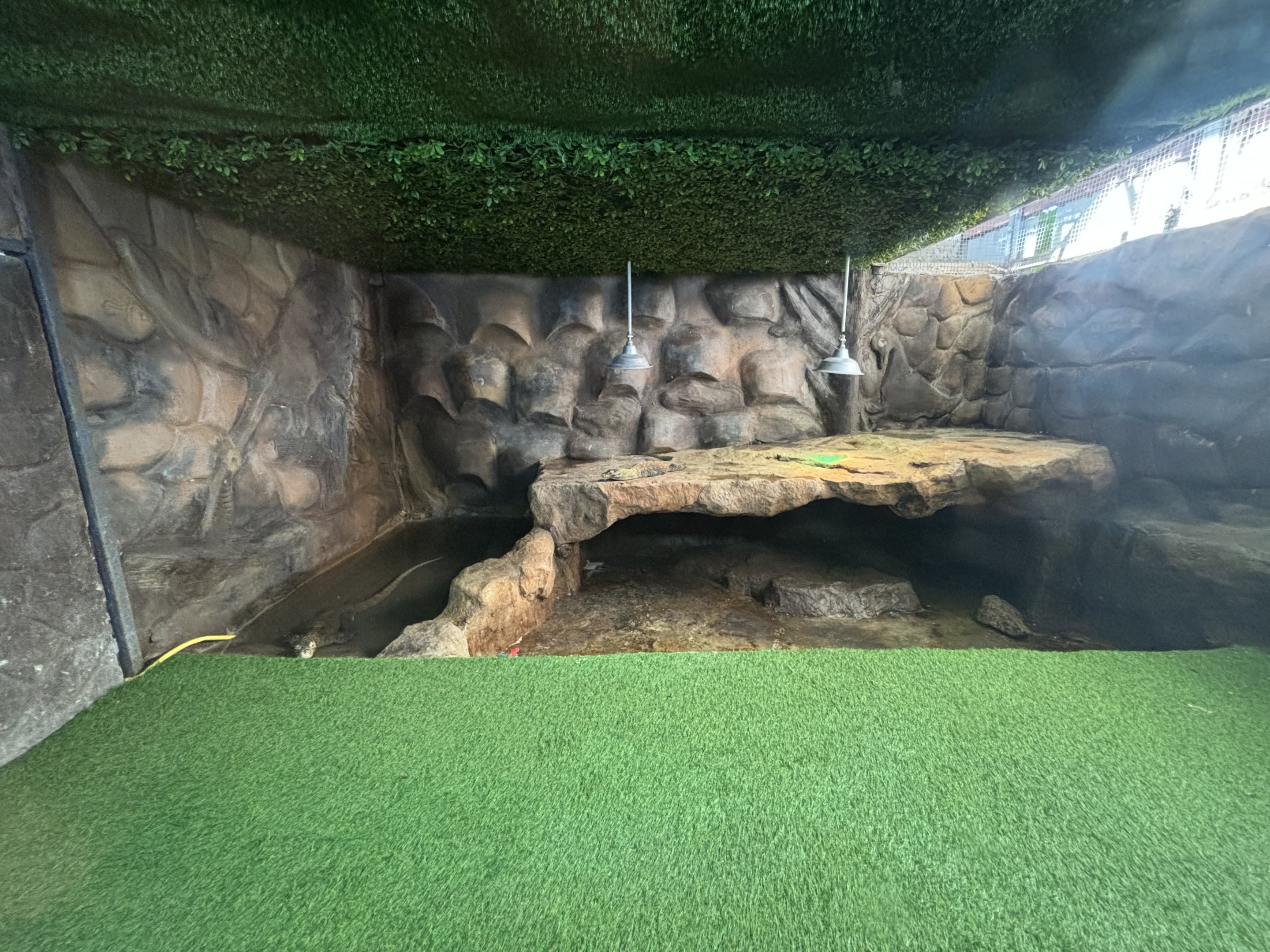 Smooth-fronted Caiman Exhibit