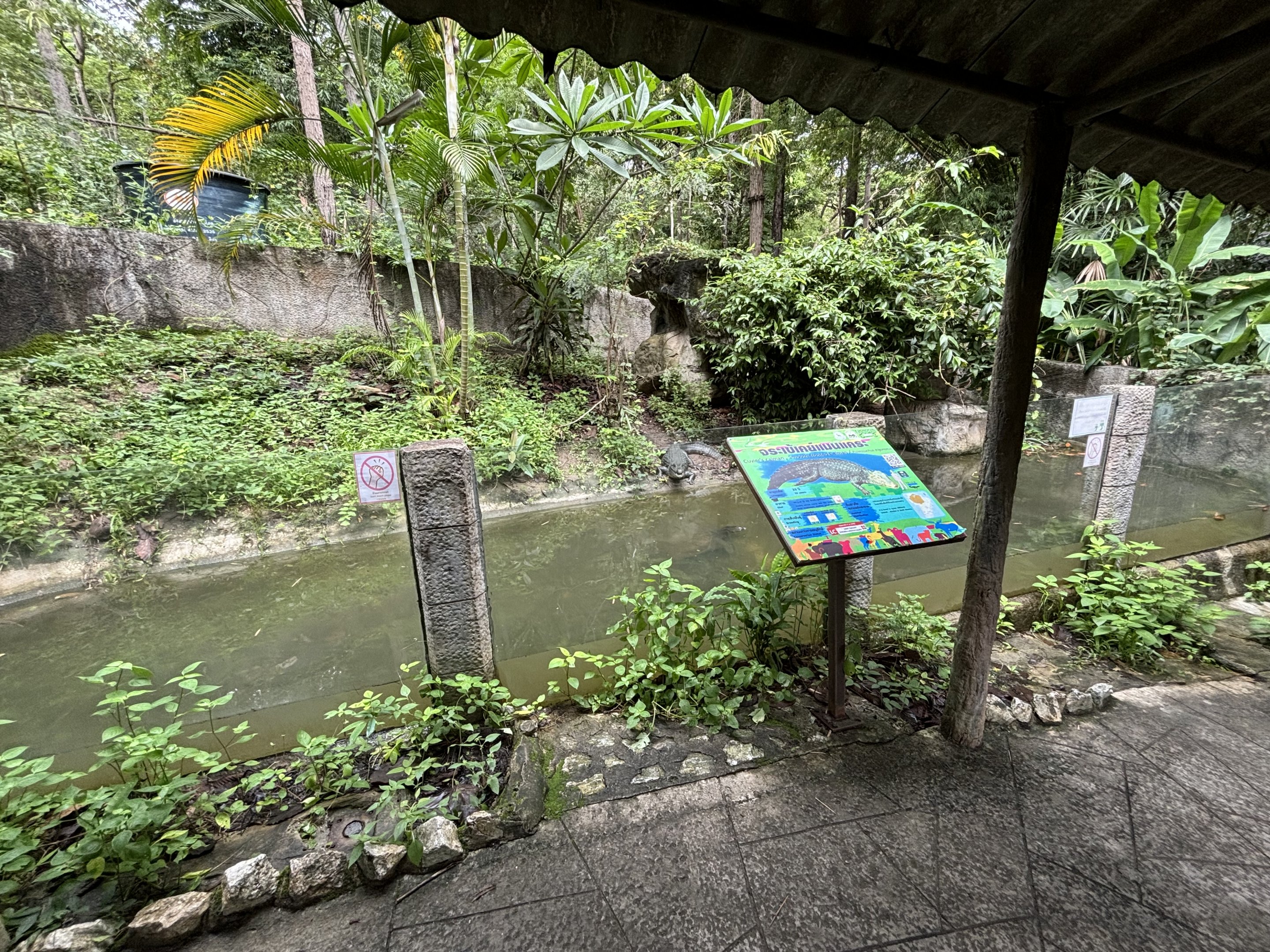 Smooth-fronted Caiman Exhibit