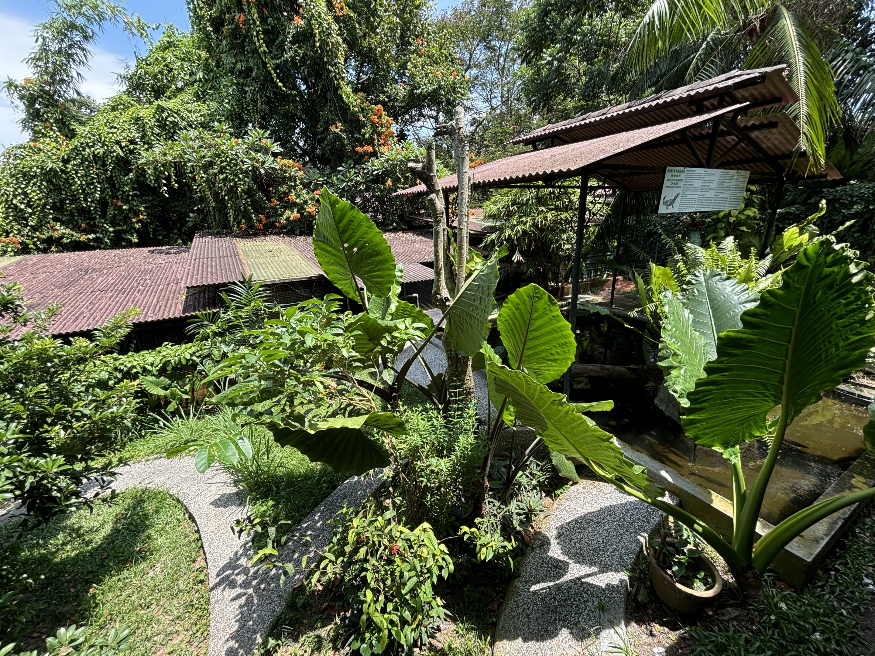 Smooth-fronted Caiman Exhibit