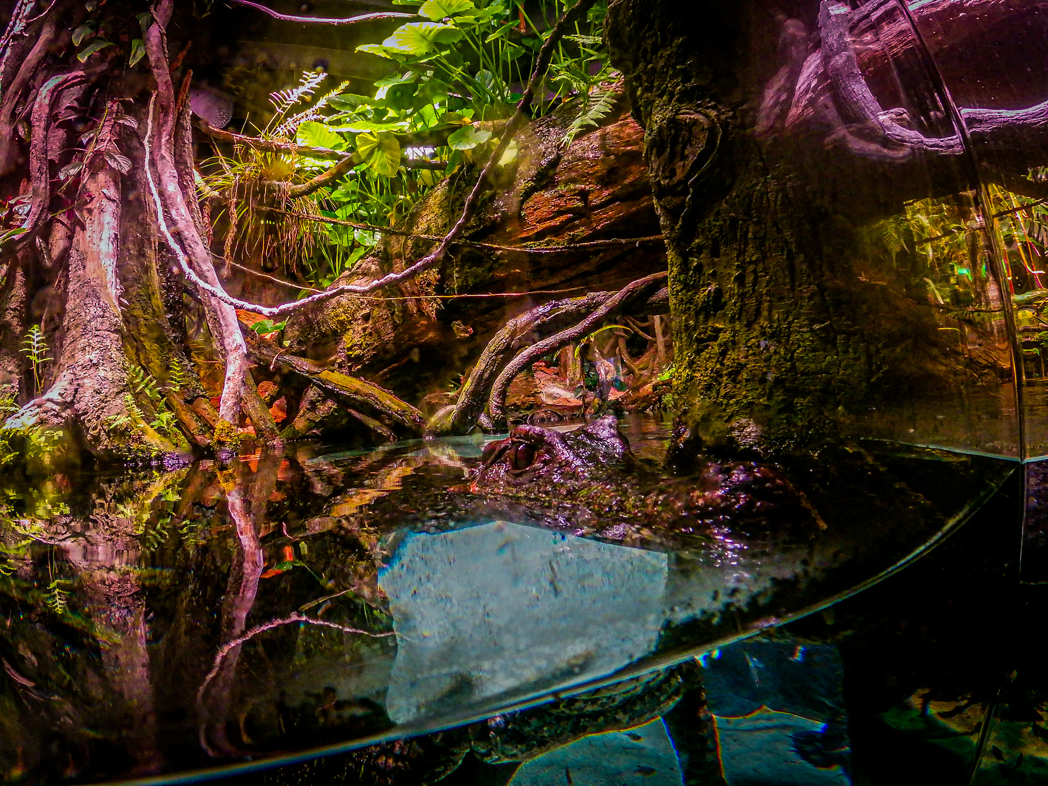 Smooth-fronted caiman / Paleosuchus trigonatu