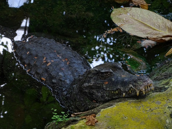 Smooth-fronted caiman (Paleosuchus trigonatus) (07/22)