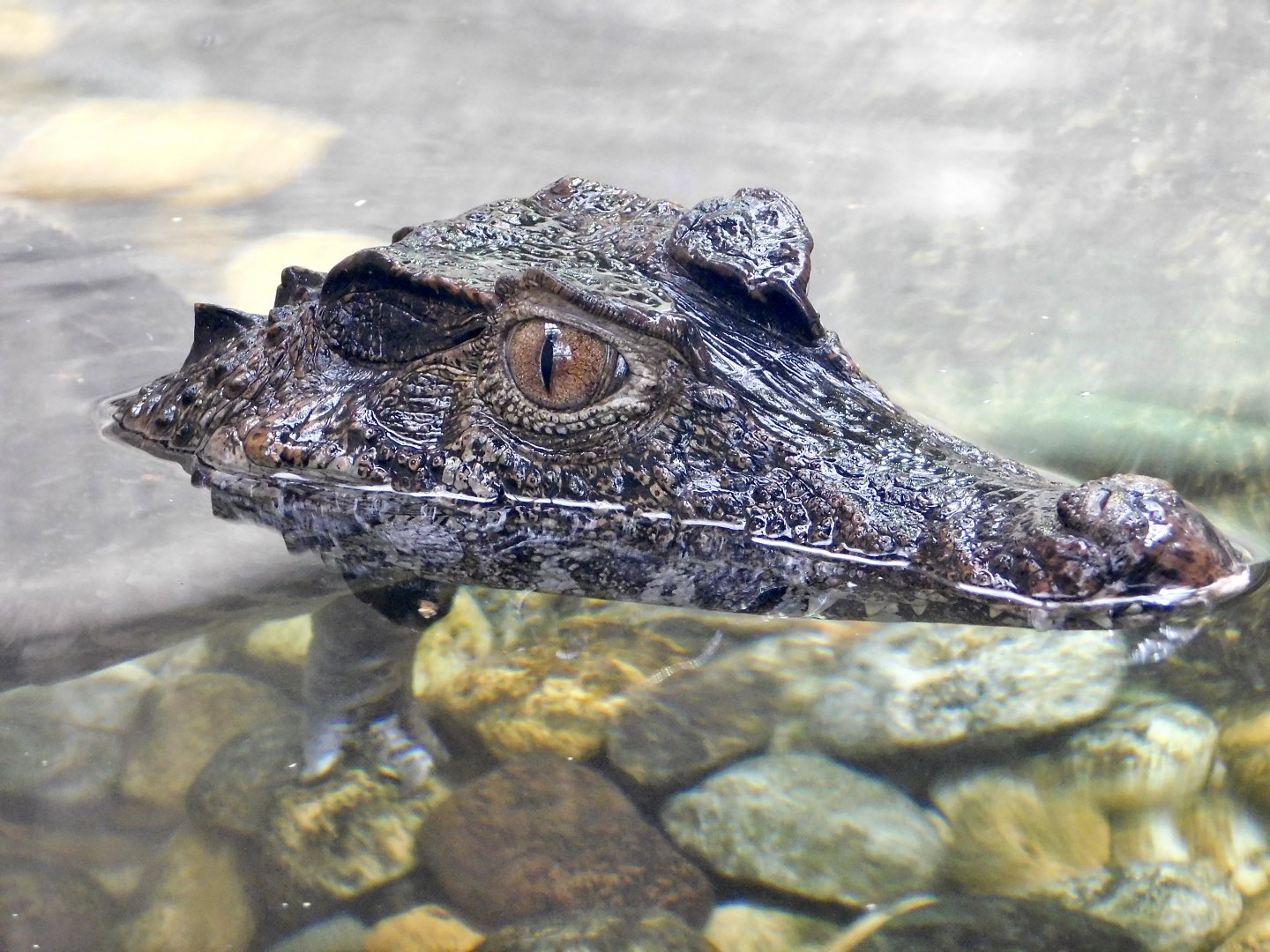 Smooth-fronted caiman (Paleosuchus trigonatus) August 4, 2025