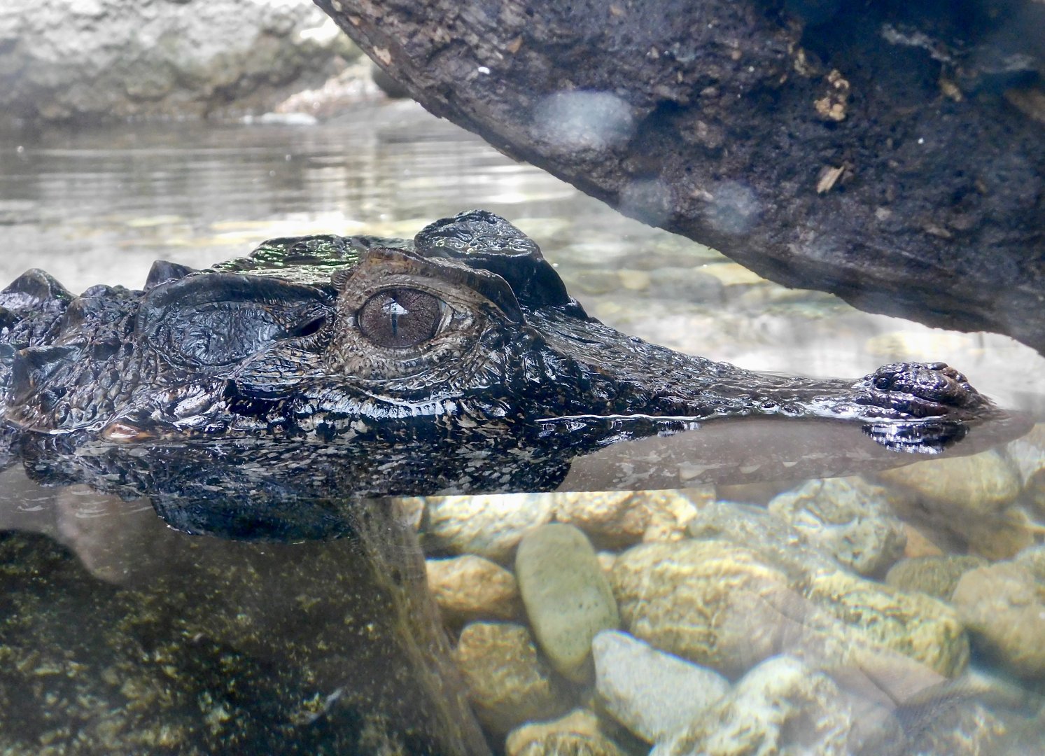 Smooth-Fronted Caiman (Paleosuchus trigonatus) August 4, 2025