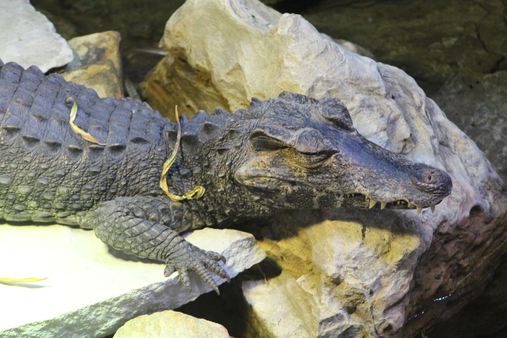 Smooth-fronted caiman (Paleosuchus trigonatus) - Dunia Air Tawar & Serangga