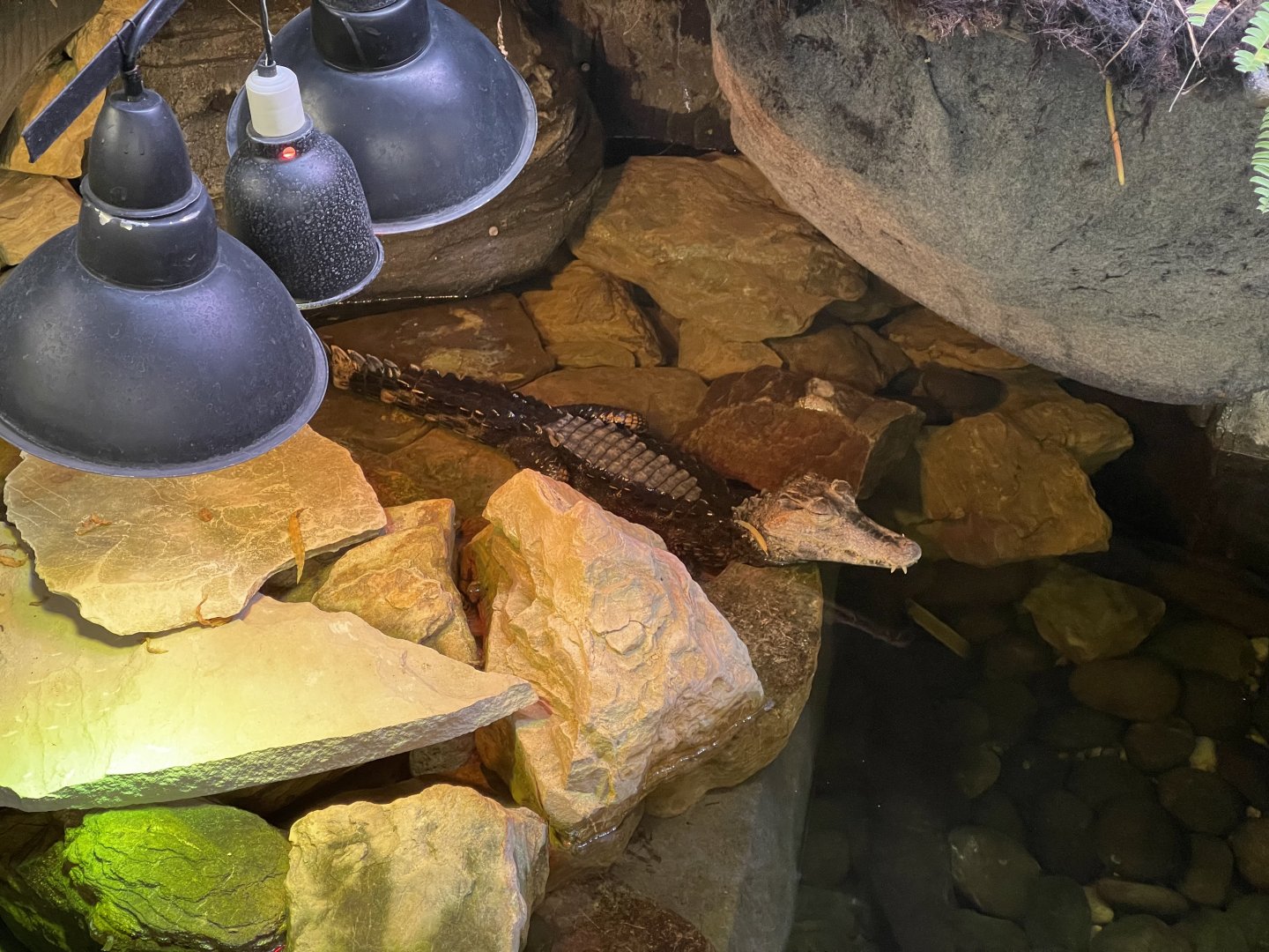 smooth-fronted caiman (paleosuchus trigonatus) - dunia air tawar
