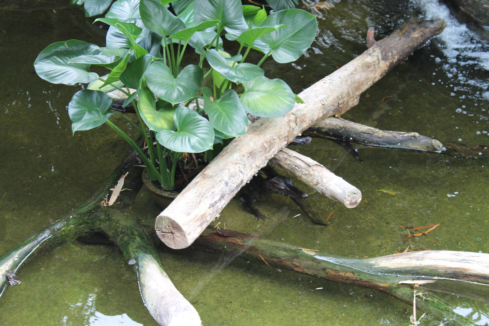 smooth-fronted caiman (Paleosuchus trigonatus)