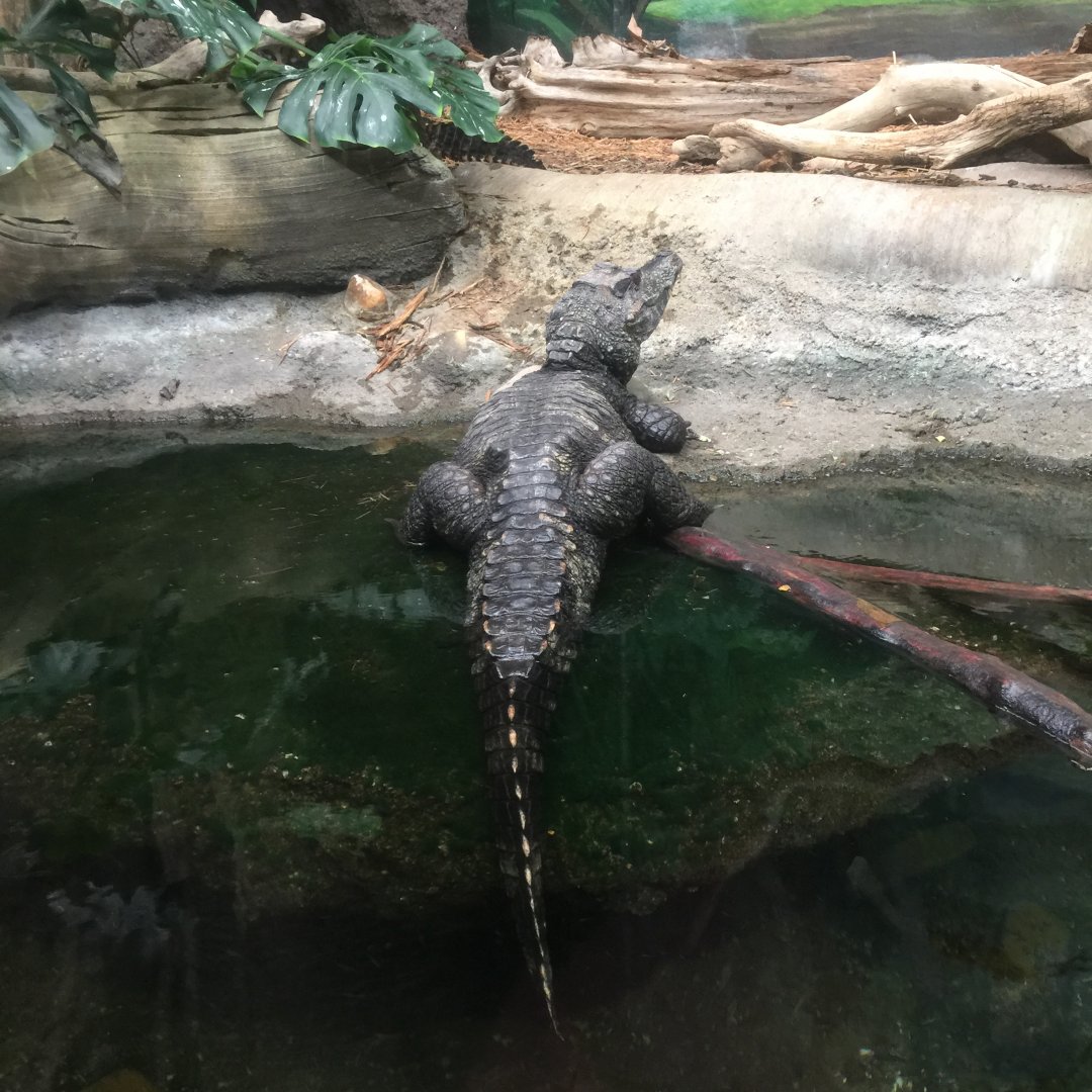 Smooth-fronted Caiman (Paleosuchus trigonatus)