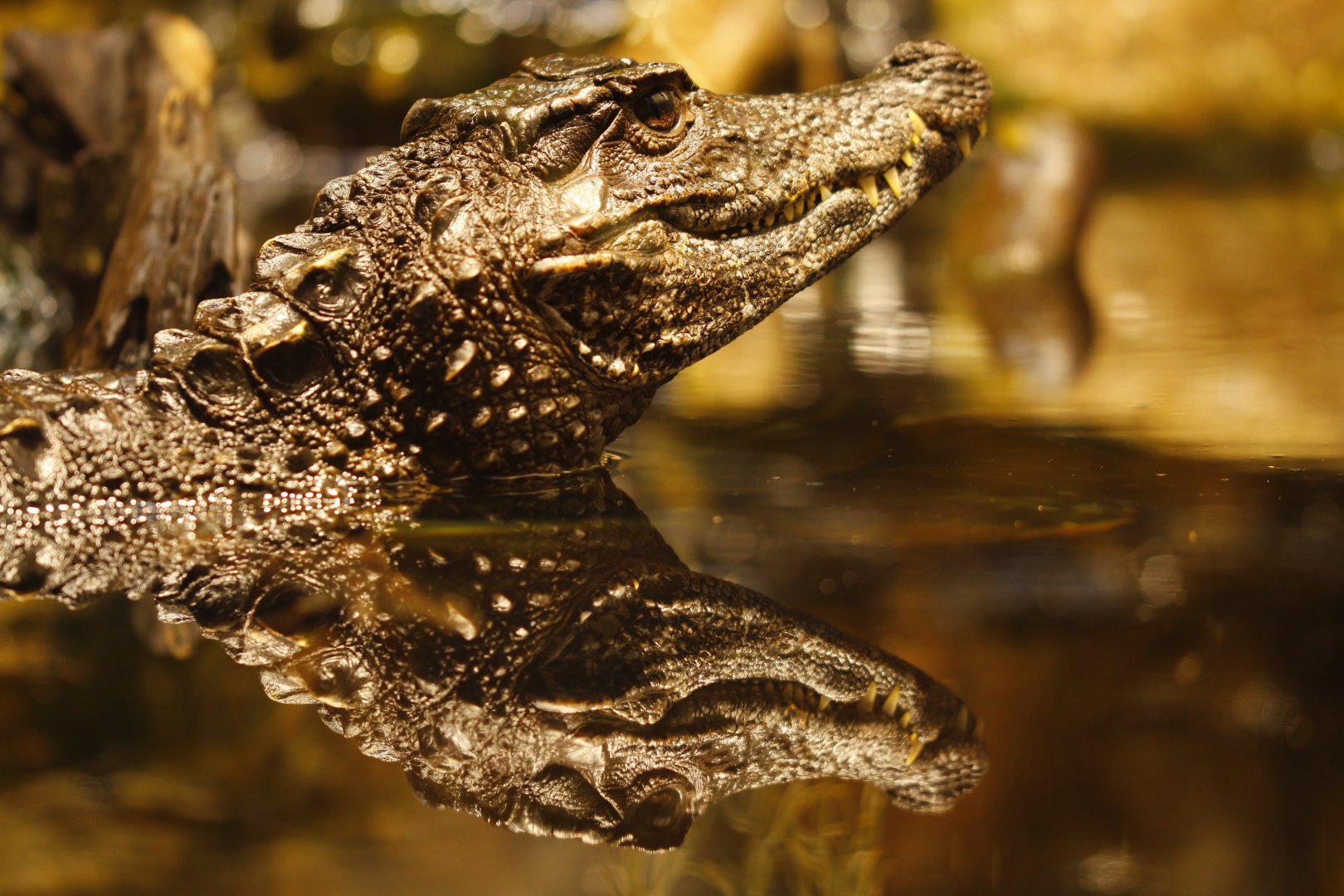 Smooth-fronted caiman (Paleosuchus trigonatus)