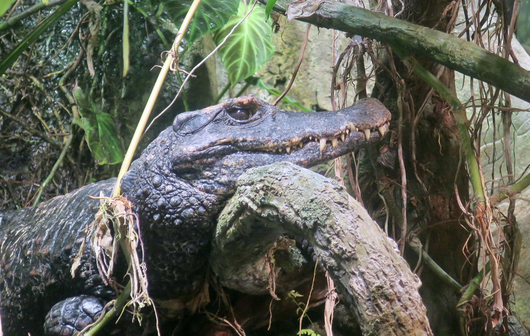 Smooth-Fronted Caiman (Paleosuchus trigonatus)