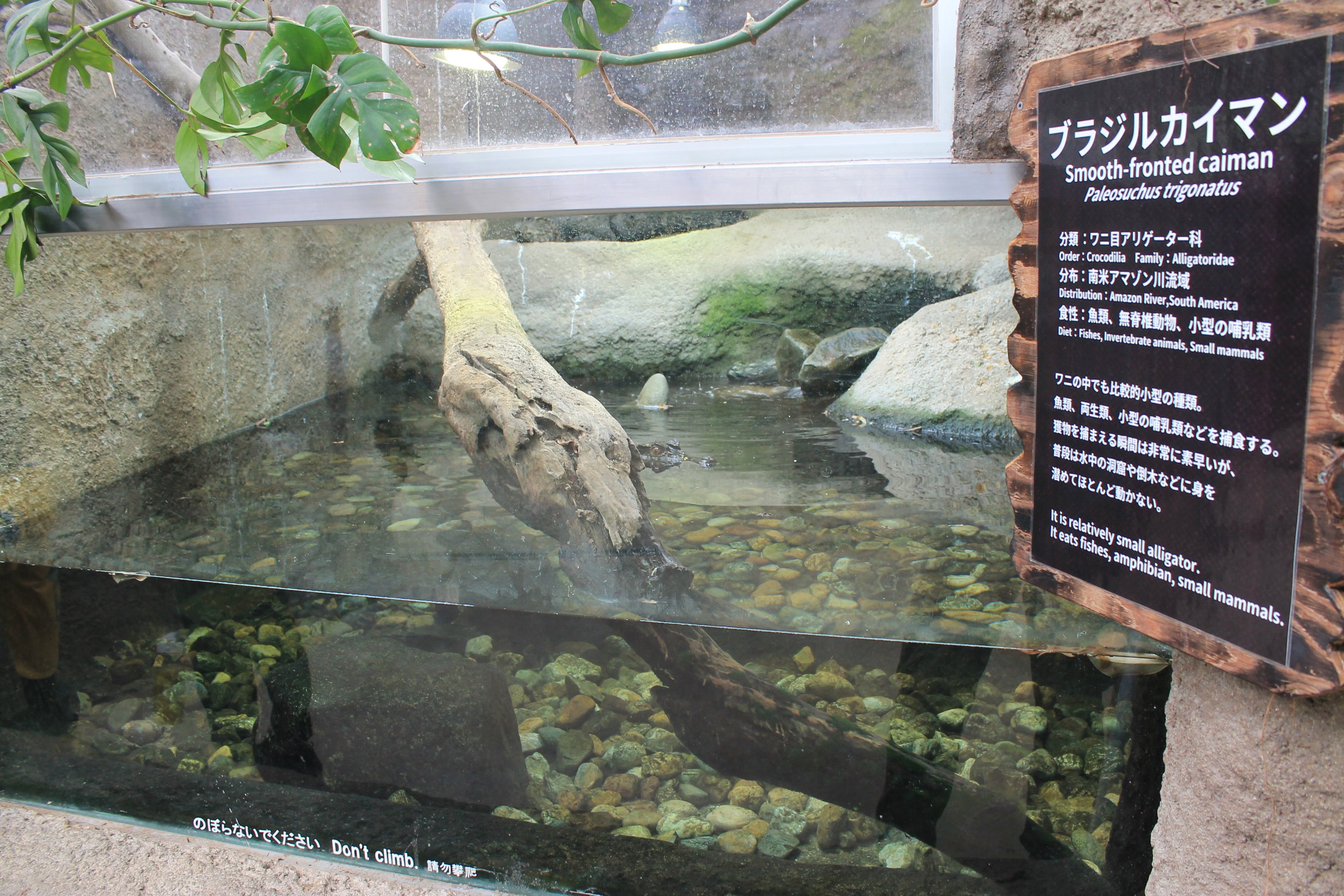 Smooth-fronted Caiman (Paleosuchus trigonatus)