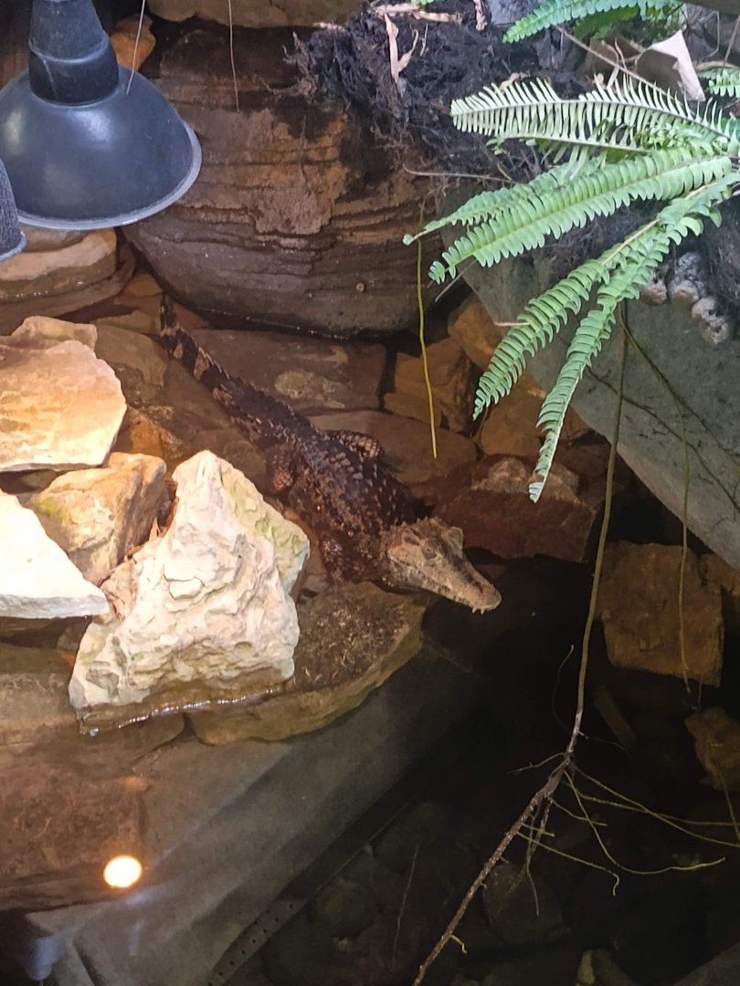 Smooth-fronted Caiman (Paleosuchus trigonatus)