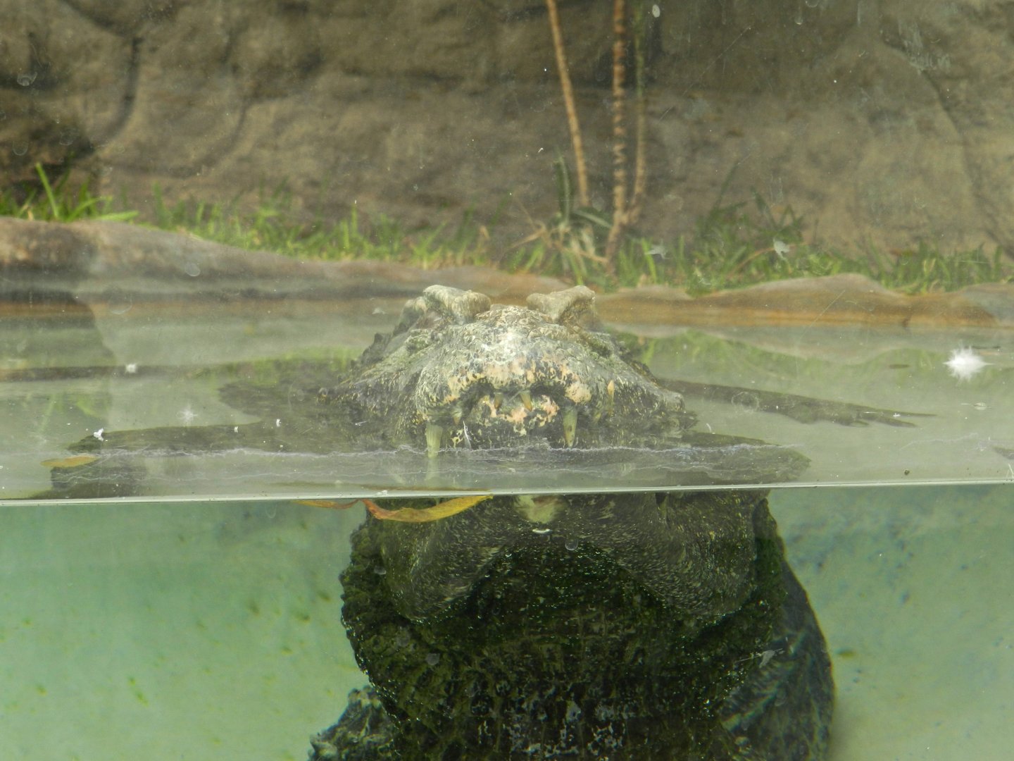 Smooth-fronted caiman - Parque Zoológico Huachipa
