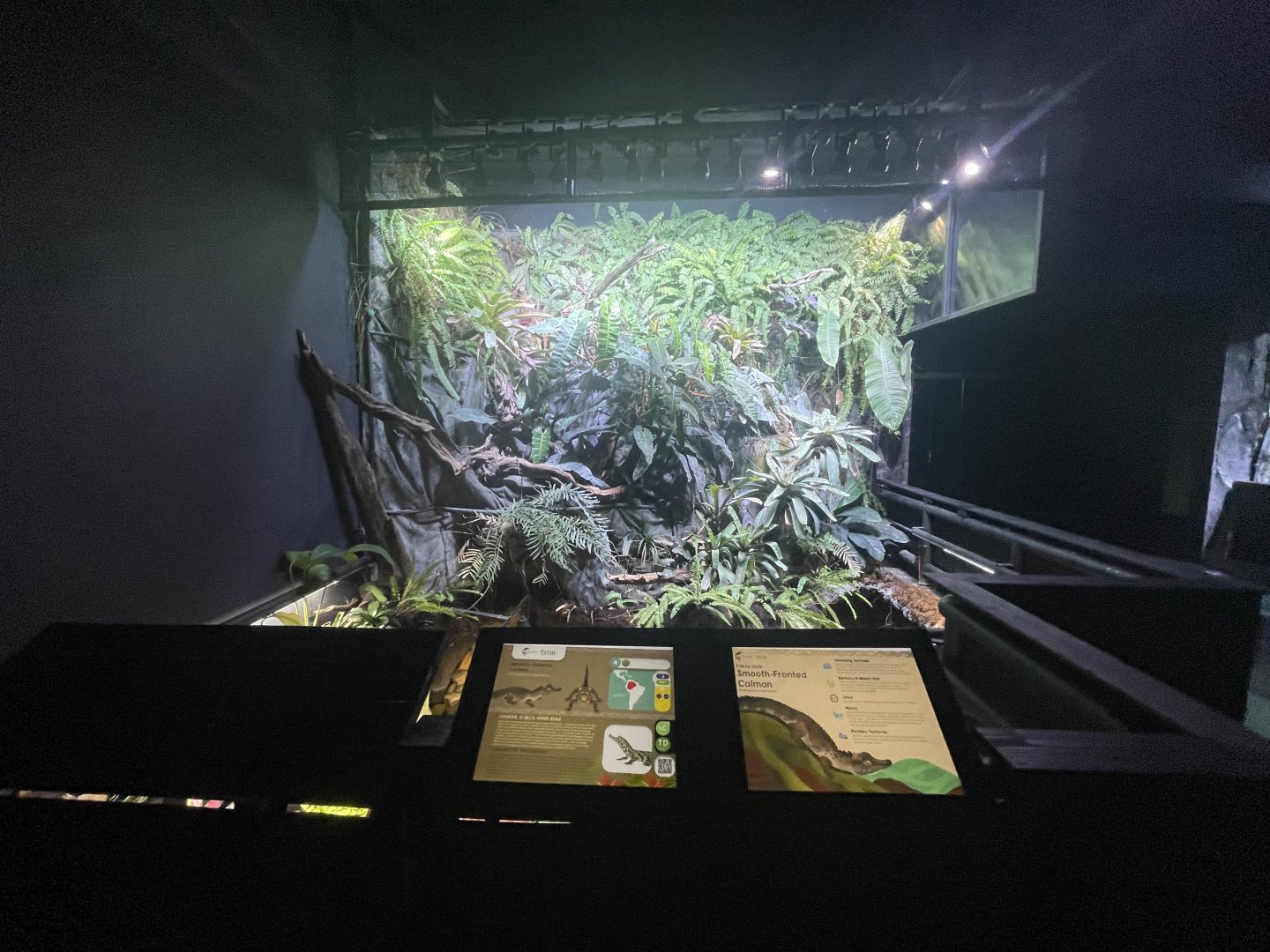 smooth-fronted caiman pond - dunia air tawar