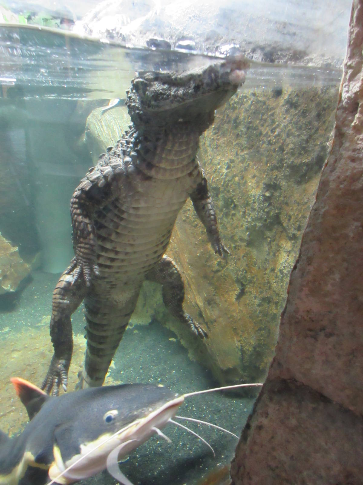 Smooth-Fronted Caiman + Redtail Catfish