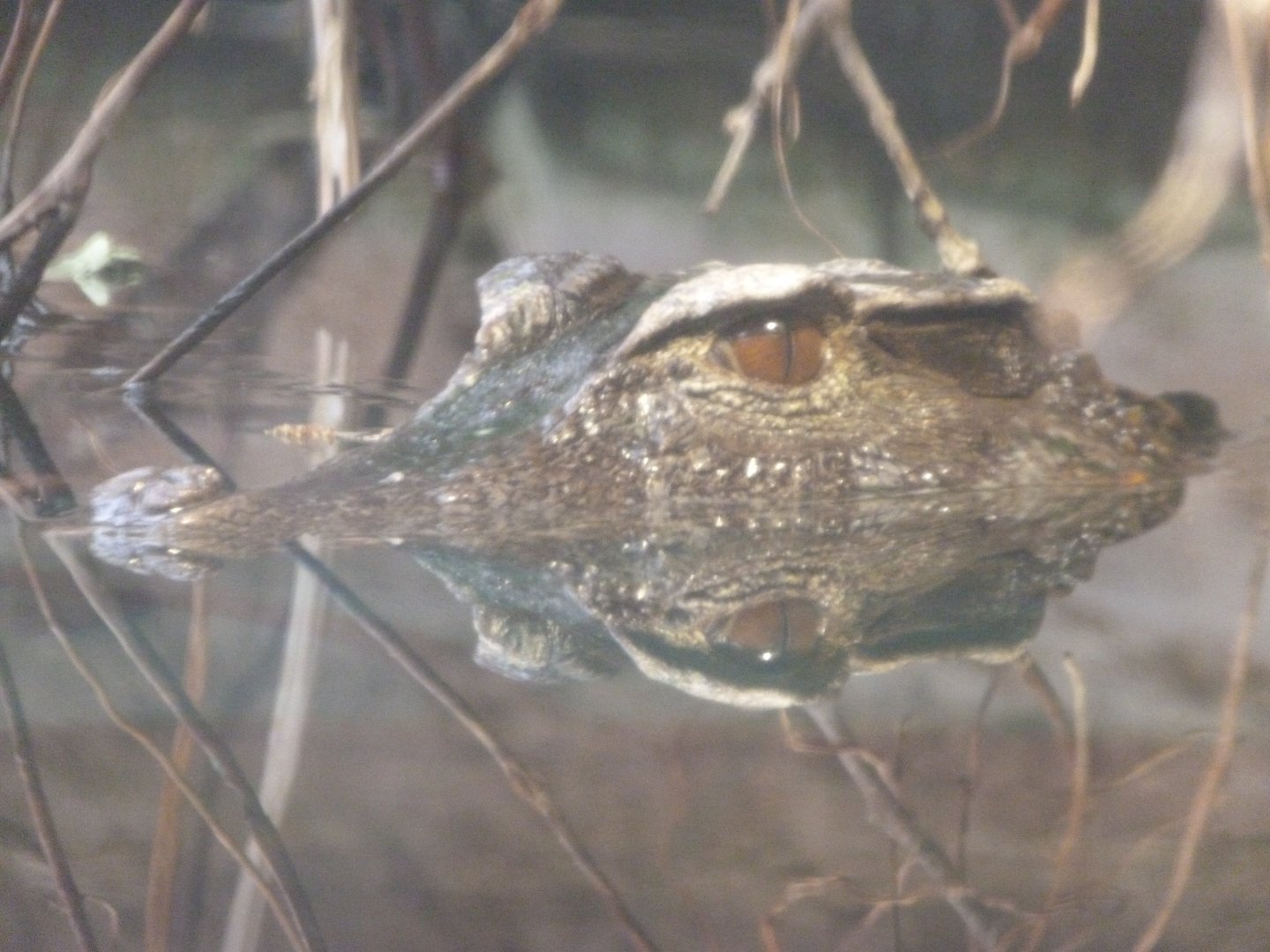 Smooth-fronted caiman -ZooParc de Beauval (2025)