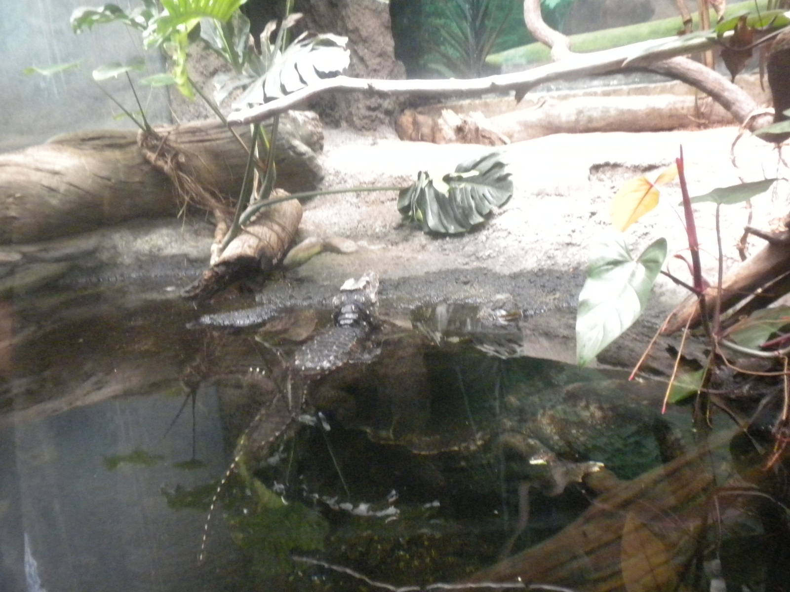 Smooth-Fronted Caiman