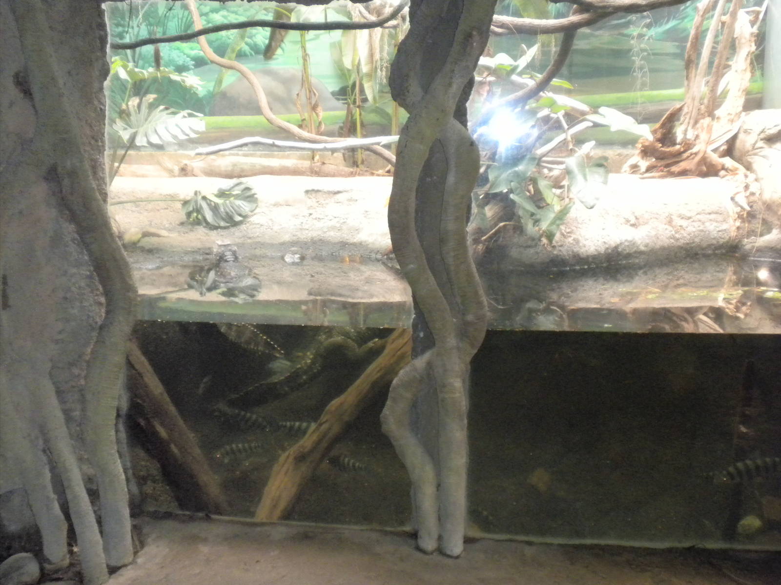 Smooth-Fronted Caiman