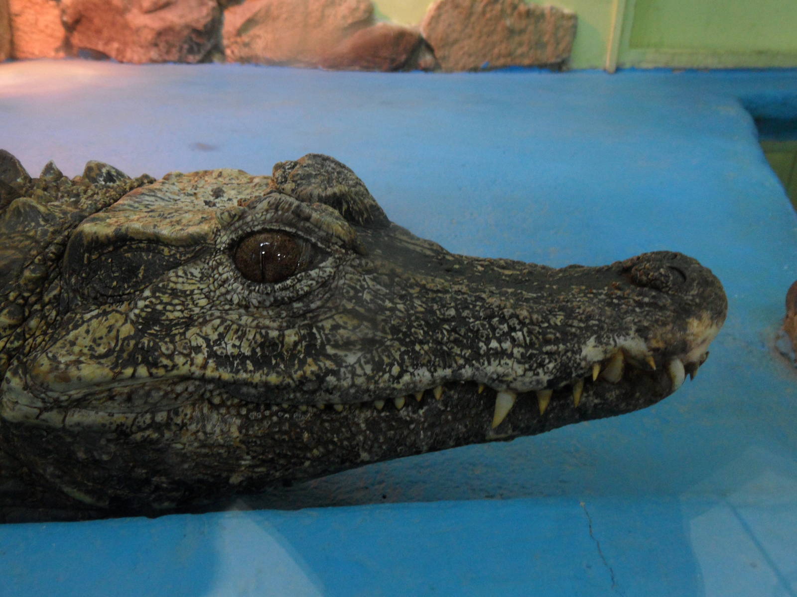 Smooth-fronted caiman