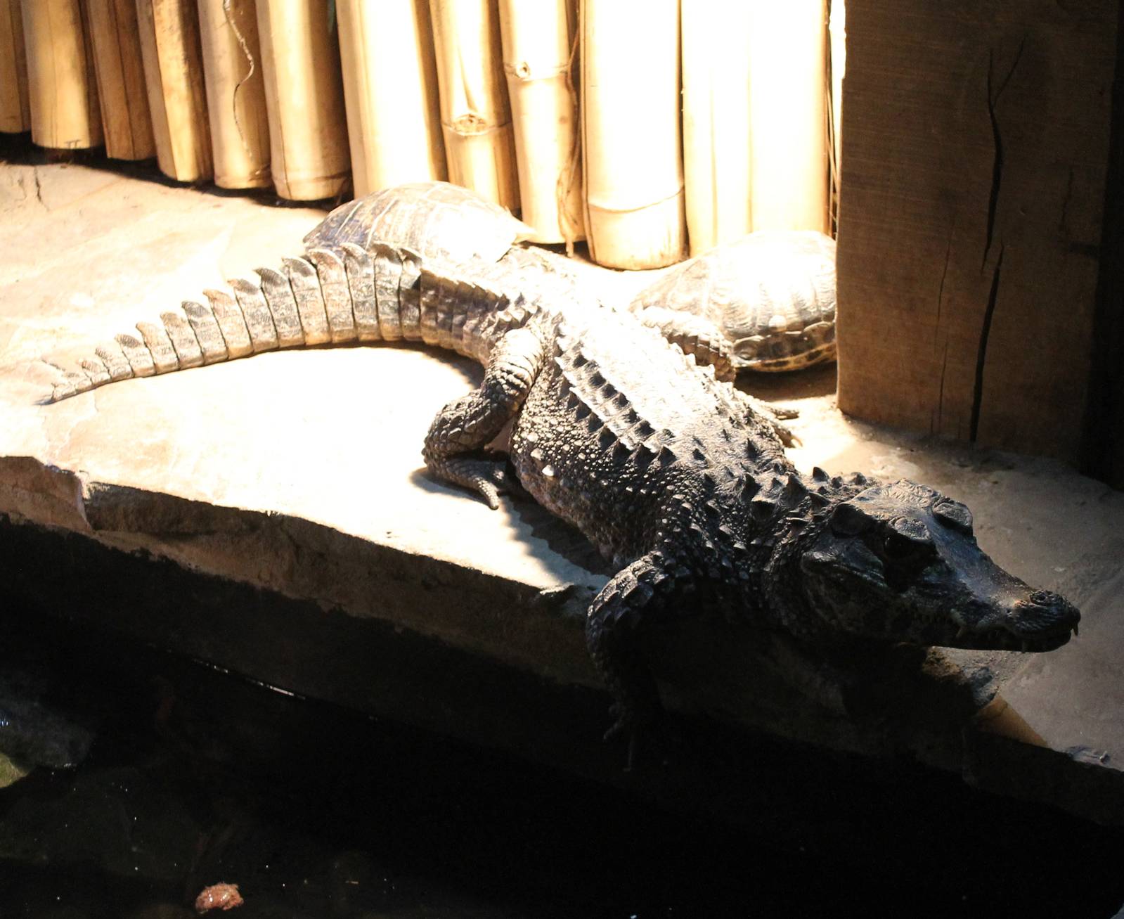 Smooth-fronted caiman