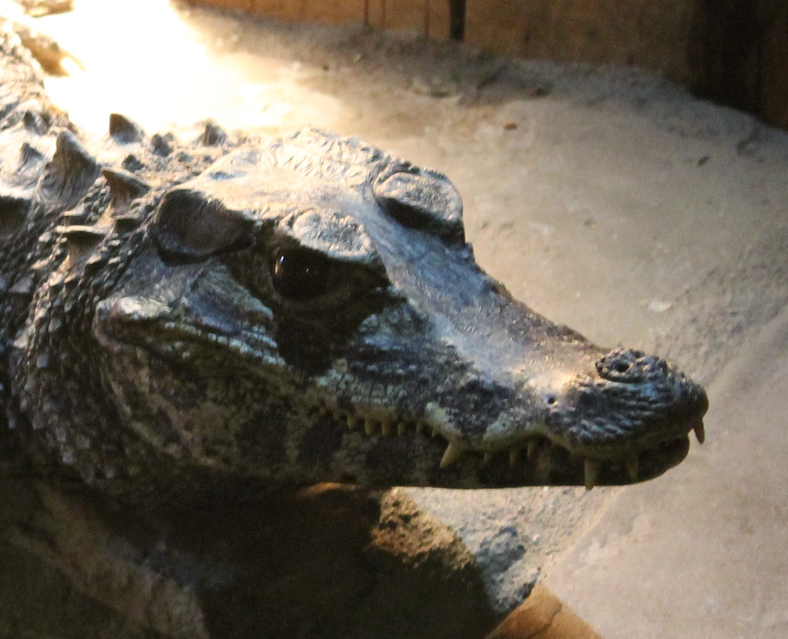Smooth-fronted caiman
