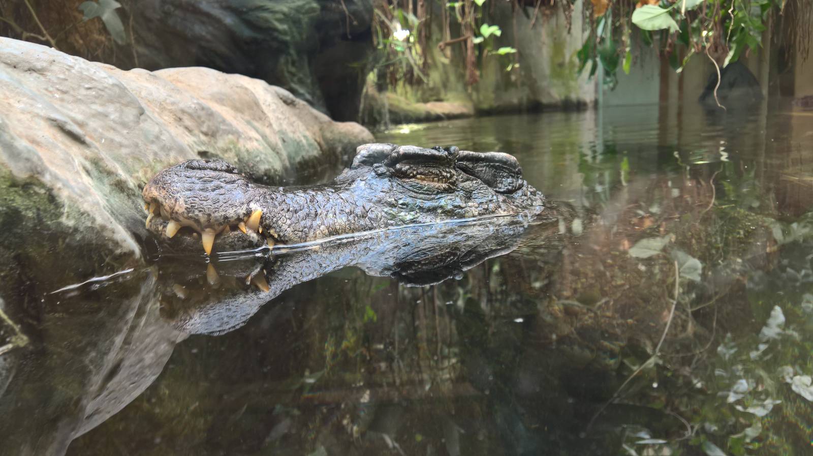 Smooth-fronted caiman