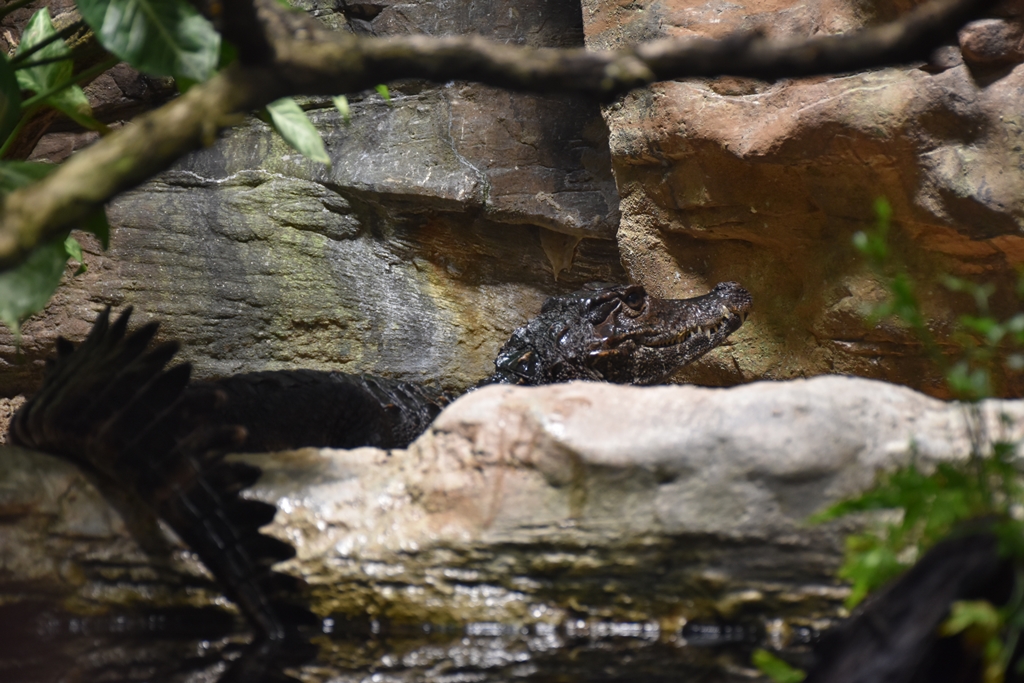 Smooth-fronted caiman