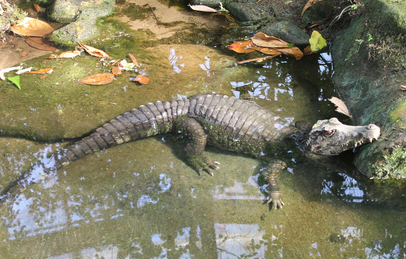 Smooth-fronted caiman