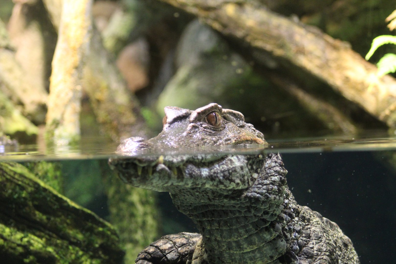Smooth-Fronted Caiman