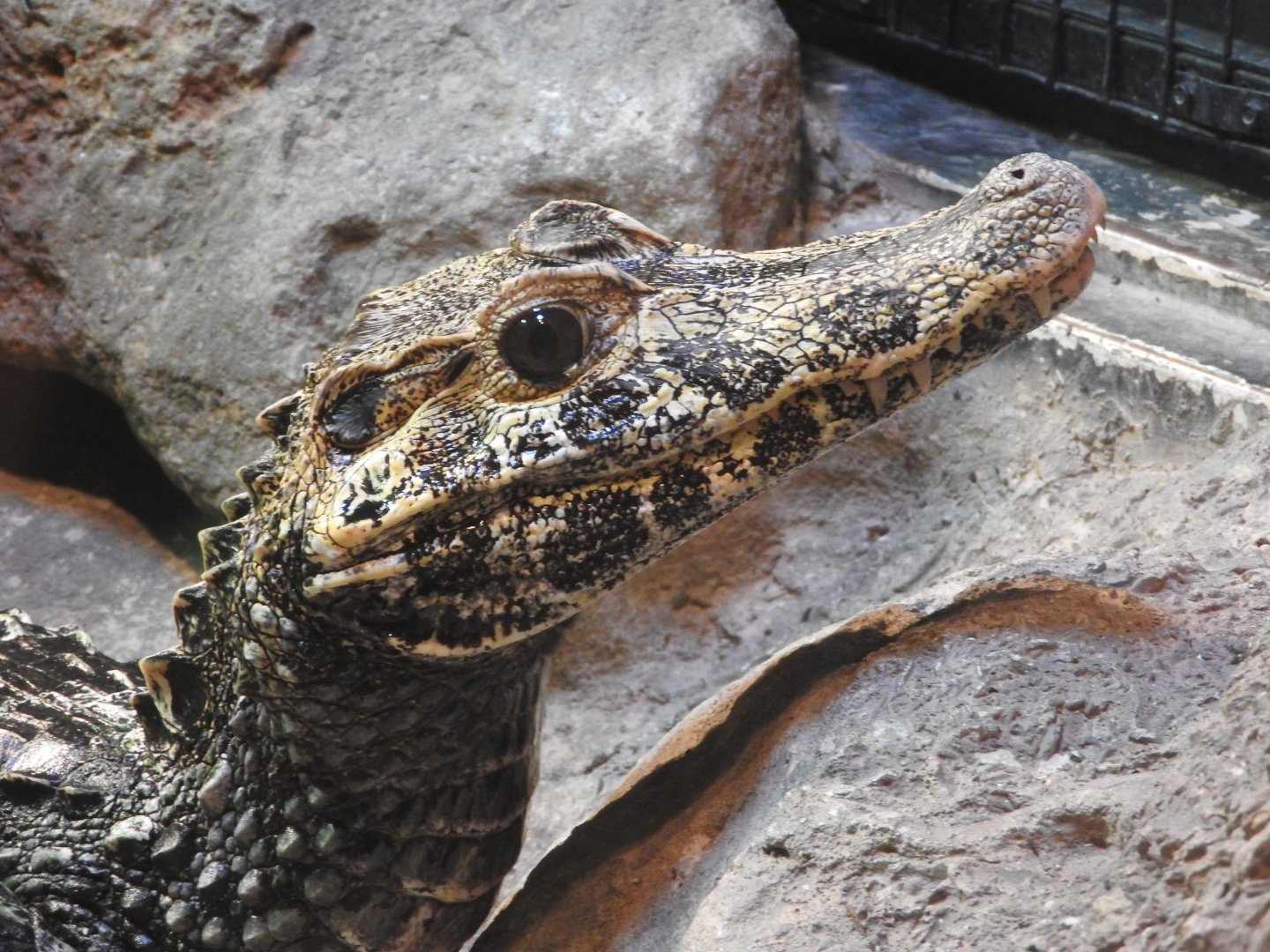 Smooth-fronted Caiman