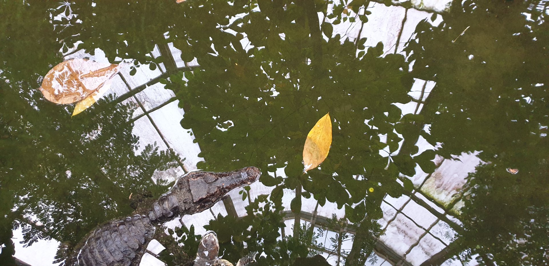 Smooth-fronted caiman