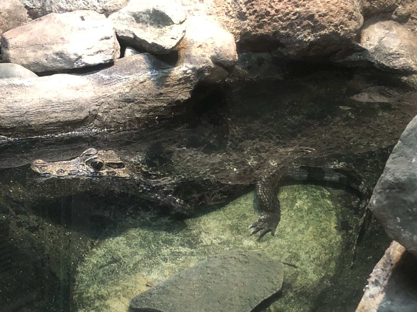 Smooth-fronted caiman