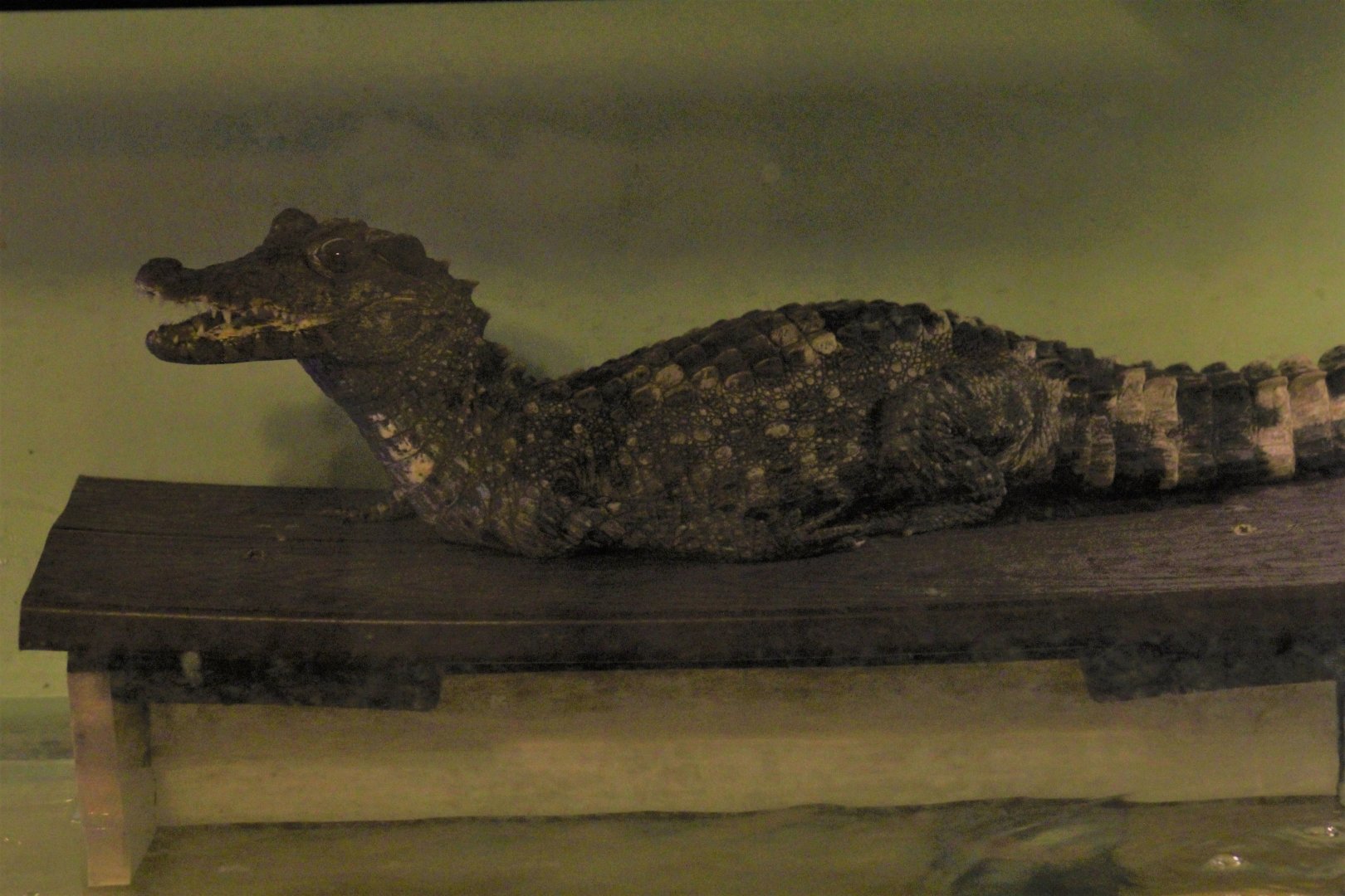 Smooth-Fronted Caiman