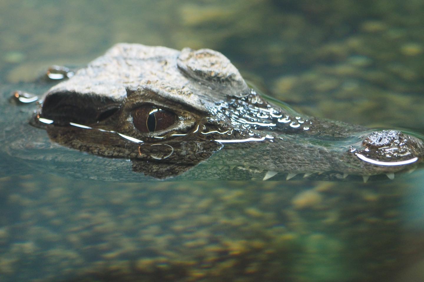Smooth-fronted caiman